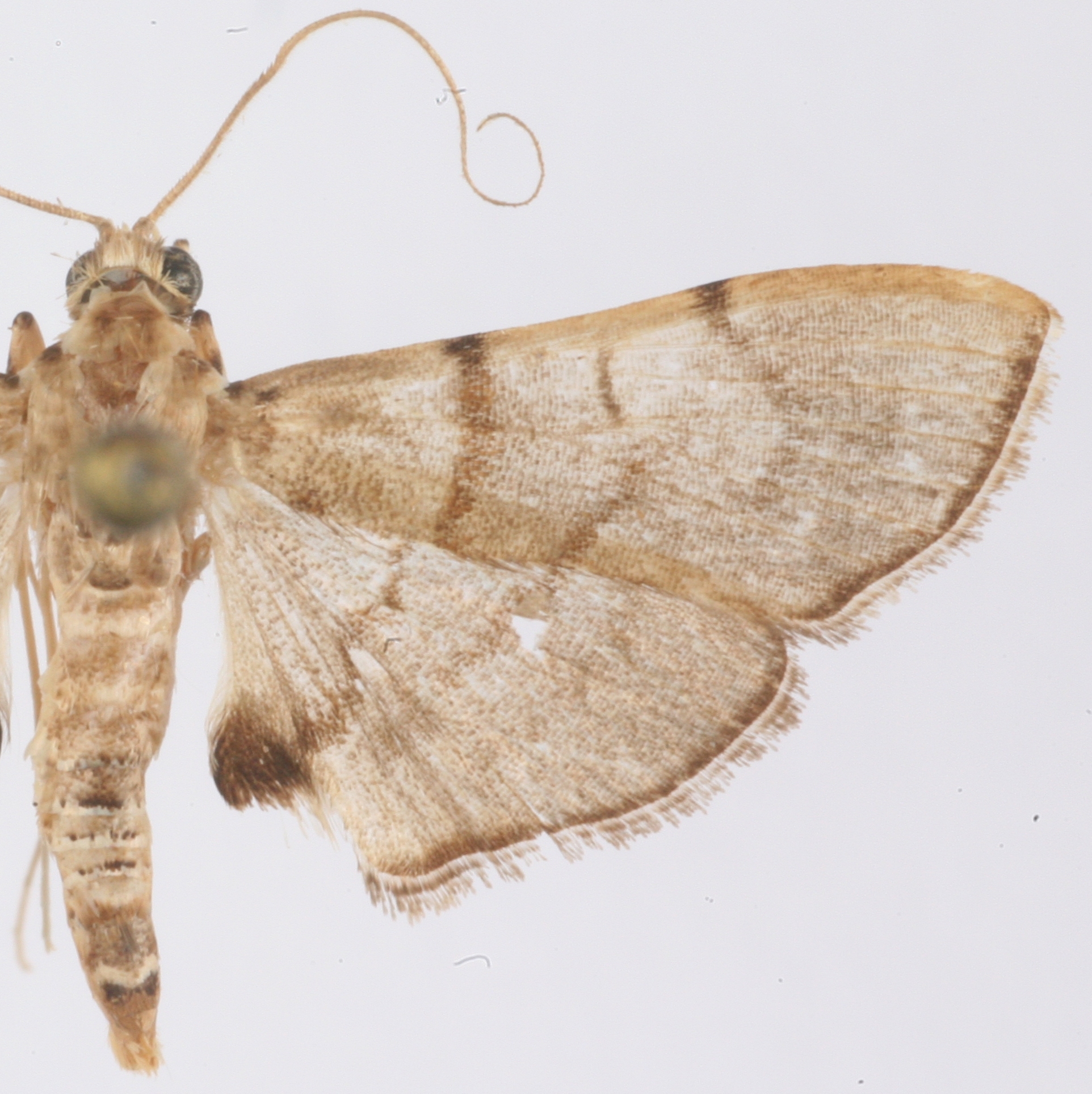 "Ceratarcha" sp. 4